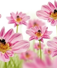 Book an Appointment with Mrs. Brenda Corman for Consulting