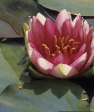 Book an Appointment with Nicole Girard for Massage Therapy